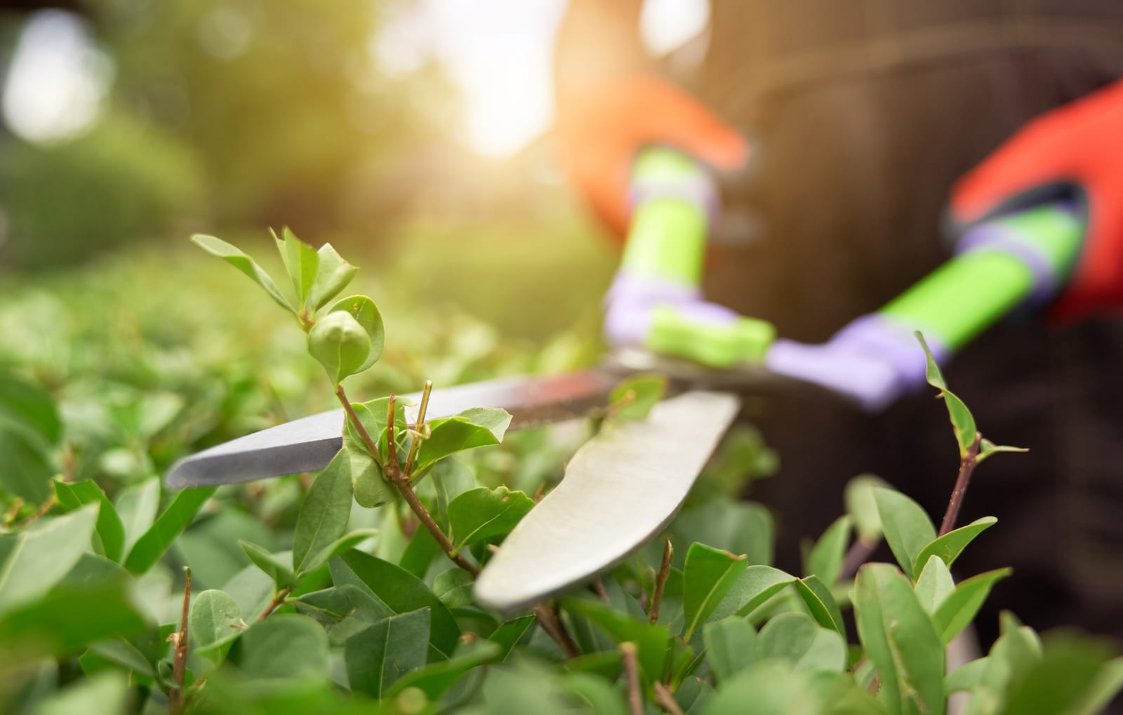 How to Use Google Business Profile to Attract Lawn Clients
