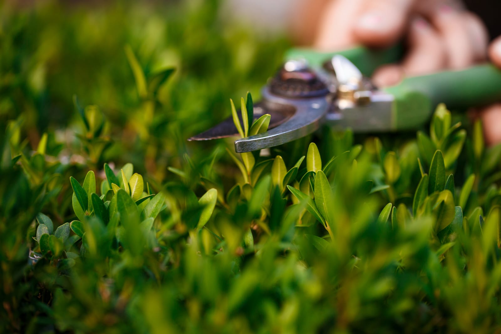 Creating a Feedback Loop to Improve Lawn Service Quality